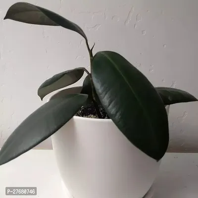 Zomoloco Live Rubber Plant For Indoor Home Decorat-thumb0