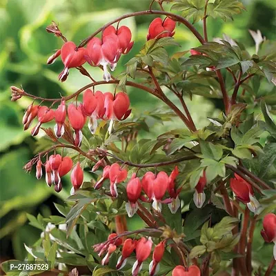 Zomoloco Live Rare Bleeding Heart Vine Red Clerod