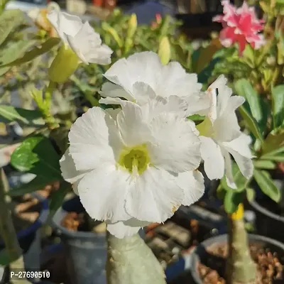 Zomoloco Air Layered Adenium Plant Live Plant Cf5-thumb0