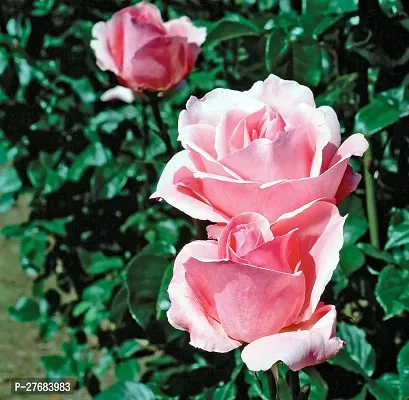 Zomoloco Grandiflora Rose002111 Rose Plant-thumb0