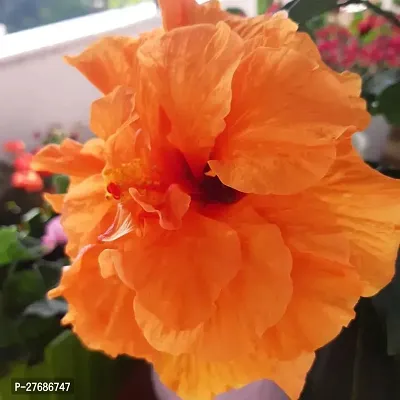 Zomoloco Hibiscus Hybrid Live Flower Plant Cf3301-thumb0