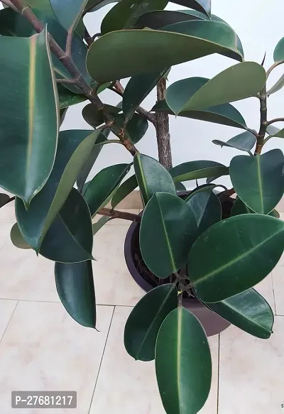 Zomoloco Live Rubber Plant For Indoor Home Decorat