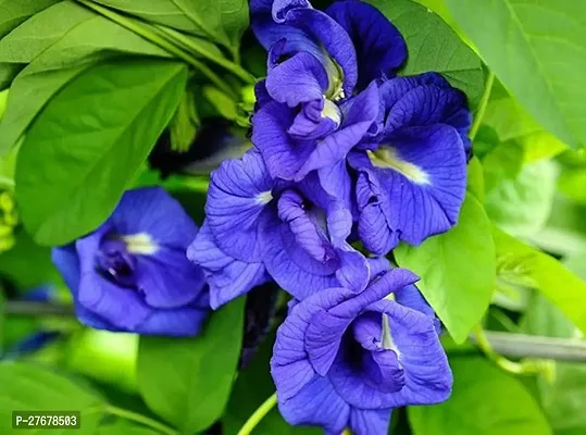 Zomoloco Aporajita Flower Aparajita Butterfly Pea-thumb0