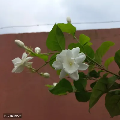 Zomoloco Arabian Jasmine Double Petal Live Flower