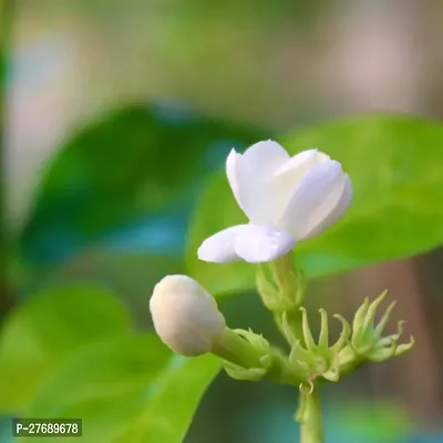 Zomoloco Arabian Jasmine Double Petal Live Flower