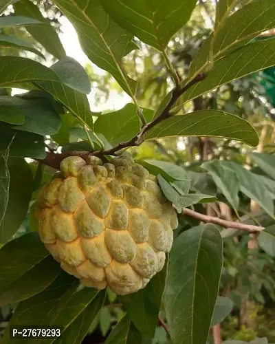 Zomoloco Custard Apple Live Plant Disha3090113-thumb0