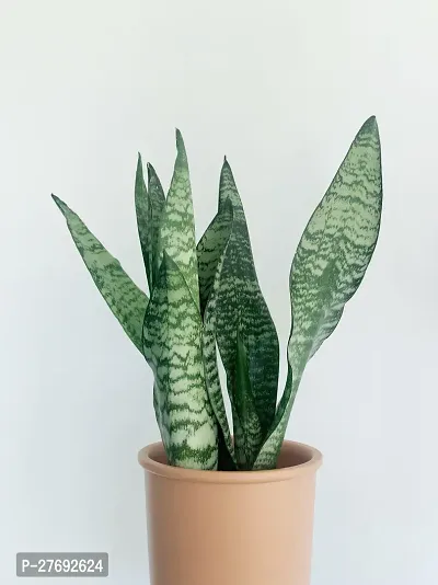 Zomoloco Snake Plant For Home Decorations Best For