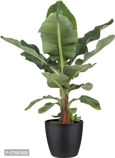 Zomoloco Bxx11 Banana Plant-thumb0