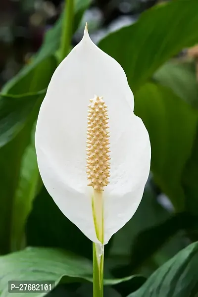 Zomoloco Peace Lily Flower Plant P1 Peace Lily P-thumb0