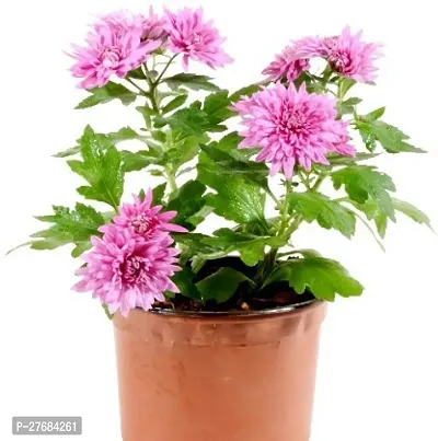 Zomoloco Rspinkg254 Chrysanthemums Guldavari P-thumb0