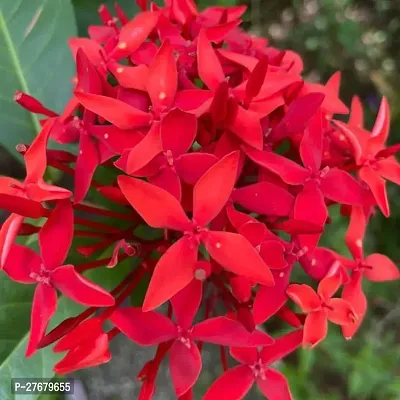 Zomoloco Trothic Ixora Chethi Red Plant Live Flowe-thumb0