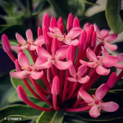 Zomoloco Trothic Ixora Chethi Red Plant Live Flowe-thumb0