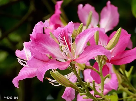 Zomoloco Kanchan Bauhinia Acuminata Pink Flower-thumb0