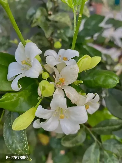 Zomoloco Murraya Paniculata Kamini Flower Plant Cf-thumb0