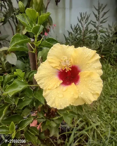 Zomoloco Hibiscus Yellow Live Flower Plant Cf3300