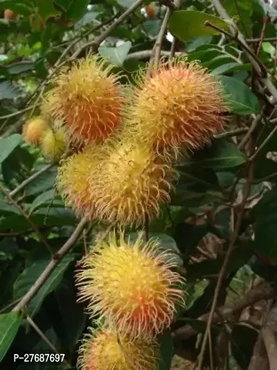 Zomoloco Rare Yellow Rambutan Hybrid Exotic Fruit