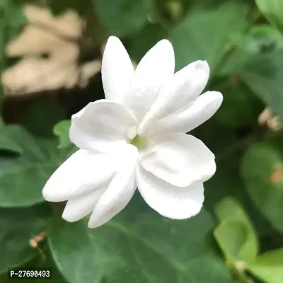 Zomoloco Arabian Jasmine Double Petal Live Flower-thumb0