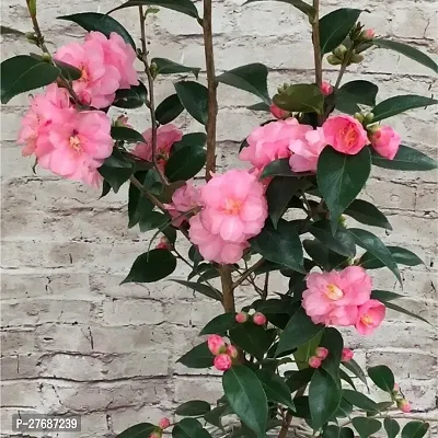 Zomoloco Pink Camellia Healthy Flower Plant For Ho-thumb0