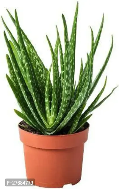 Zomoloco Aloevera Plant Green Pack Of 1 Aloe Vera-thumb0