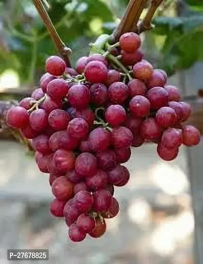 Zomoloco Grape Fruit Plant Grape Plant-thumb0