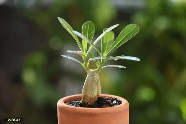 Zomoloco Adenium 6 Plant Adenium Plant-thumb0