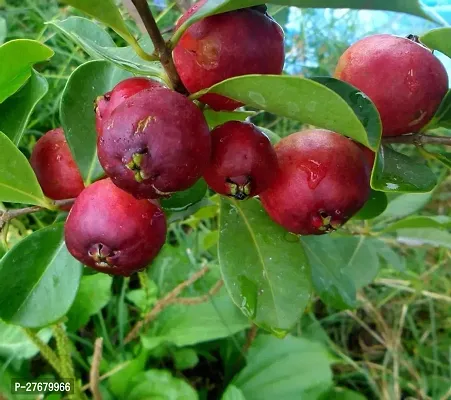 Zomoloco Rsp570 Guava Plant-thumb0