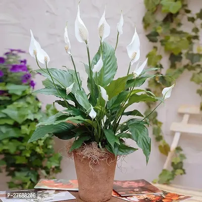 Zomoloco Peace Lily Or Spathiphyllum Live Plant Wh-thumb0