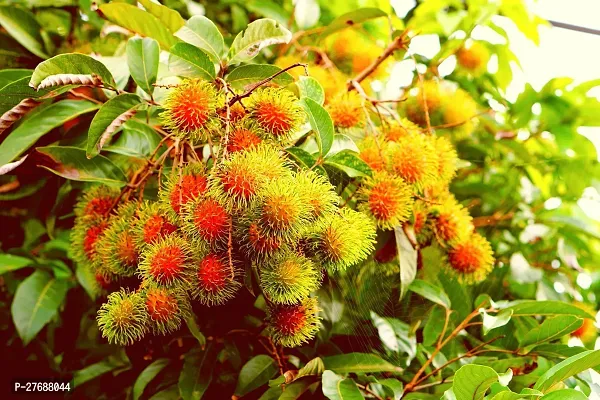 Zomoloco Rare Yellow Rambutan Hybrid Exotic Fruit