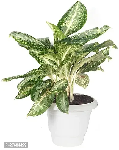 Zomoloco Snow White Aglaonema Chinese Evergree-thumb0