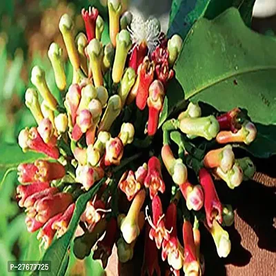 Zomoloco Grandiflora Clove Plant Clove Plant-thumb0