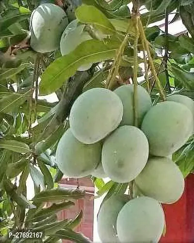 Zomoloco Himsagar Kishan Bhog Mango Grafted Hy-thumb0