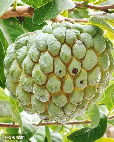 Zomoloco Custard Apple Live Plant Disha3090134-thumb0