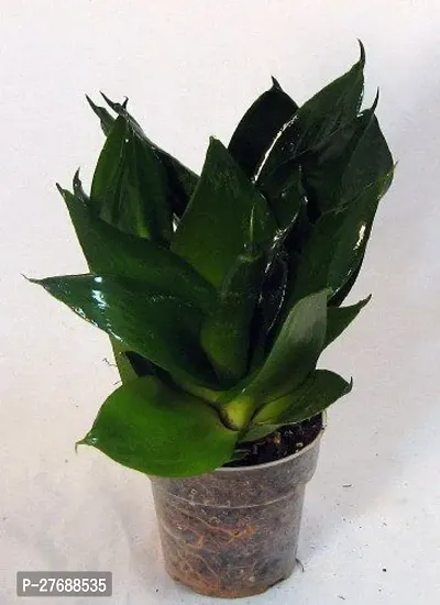 Zomoloco Snake Plant For Home Decorations Best For-thumb0