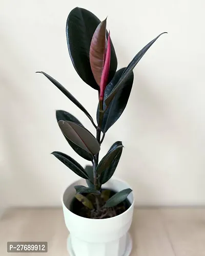 Zomoloco Live Rubber Plant For Indoor Home Decorat