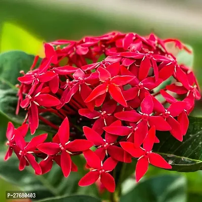 Zomoloco Trothic Ixora Chethi Red Plant Live Flowe