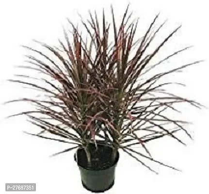 Zomoloco Live Air Purifying Red Edged Dracaena Mar