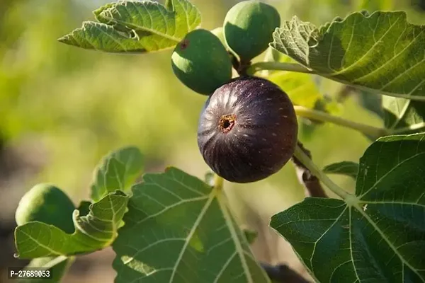 Zomoloco Turkish Fig Live Plant Produced By Air La