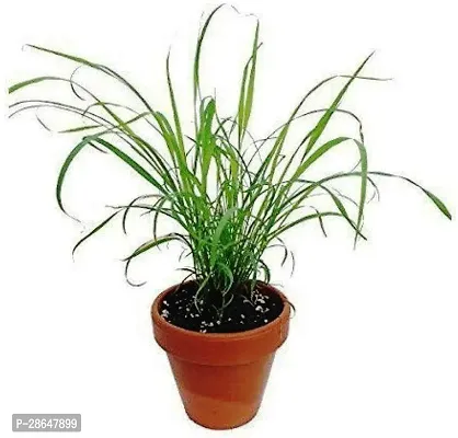 Zomoloco Lemon Plant Natural Lemon Tea Herbal Grass Plant-thumb0