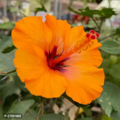 Zomoloco Hibiscus Hybrid Live Flower Plant Disha-thumb0