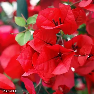 Zomoloco Bougainvillea Plant Cf00036 Baugainvill-thumb0