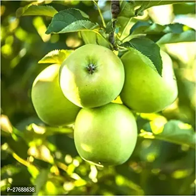 Zomoloco Geen Apple Granny Smith Hybrid Grafted Li-thumb0