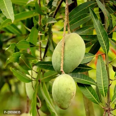 Zomoloco Mango Plant Zomoloco mango plant-thumb0