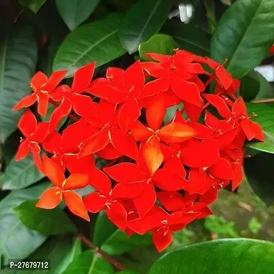 Zomoloco Trothic Ixora Chethi Red Plant Live Flowe-thumb0