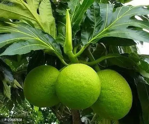 Zomoloco Live Breadfruit Plant Rare Dwarf Exotic A