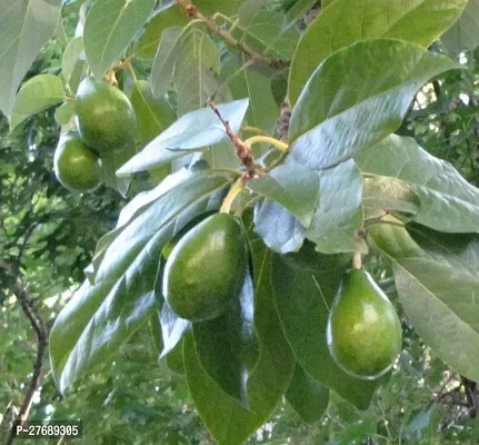 Zomoloco Avocado Plants Live Plantcf571 Avocado-thumb0