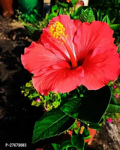 Zomoloco Hibiscus Red Live Flower Plant Disha900-thumb0