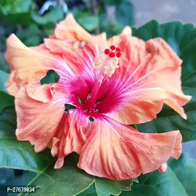 Zomoloco Hibiscus Red Live Flower Plant Disha330