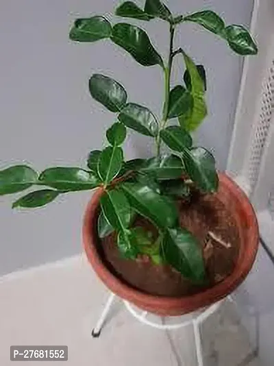 Zomoloco Lnnn111 Lemon Plant-thumb0