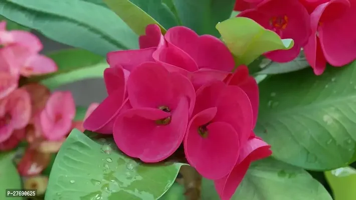 Zomoloco Euphorbia Mili Crown Of Thorns Live Flow-thumb0