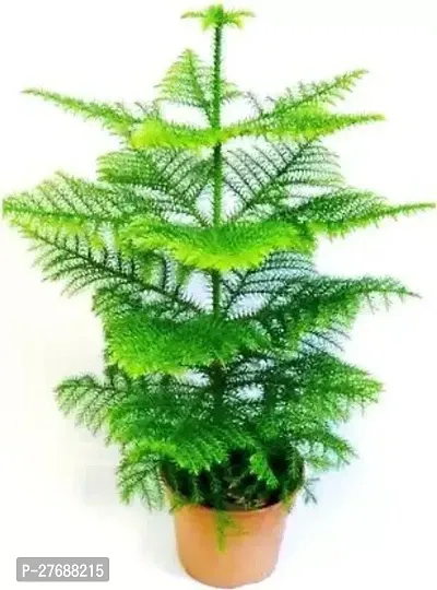 Zomoloco Live Christmas Plant Healthy Decorative-thumb0